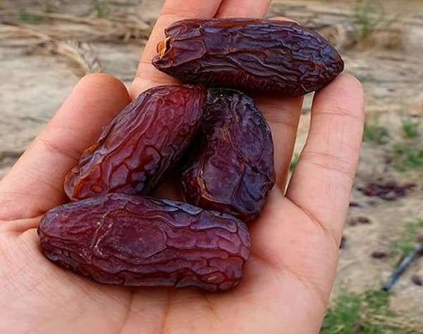 تصویر 2 از فروش خرما مجول صادراتی + قیمت خرید به صرفه